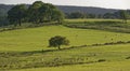 Sheep grazing on the slopes of the Fewston Valley near to Harrogate in West Yorkshire,