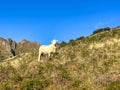 Sheep grazing on the slopes of the Southern Alps on the Isthmus peak track near Lake Hawea Royalty Free Stock Photo