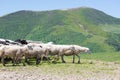 Sheep grazing on the slopes of Ukrainian Carpathians