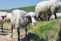Sheep grazing on the slopes of Ukrainian Carpathians Royalty Free Stock Photo