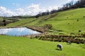 Sheep grazing in sloping hillside pastures Royalty Free Stock Photo