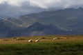 Sheep Grazing on the SnÃ¦fellsnes Peninsula Royalty Free Stock Photo