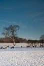 Sheep Grazing in the Snow