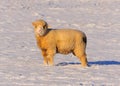 Sheep Grazing in the Snow Royalty Free Stock Photo