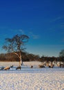 Sheep Grazing in the Snow Royalty Free Stock Photo