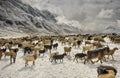 Sheep grazing in the snow in search of grass to eat Royalty Free Stock Photo