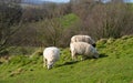 Sheep grazing in the Somerset countryside Glastonbury Tor hill Royalty Free Stock Photo