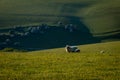 A ewe and lamb in the South Downs near Ditchling Beacon, on a sunny evening in early summer Royalty Free Stock Photo