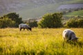 Sheep grazing on a South Downs hillside, with evening light Royalty Free Stock Photo