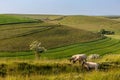 A view over Balsdean Bottom in Sussex, with sheep grazing on the hillside Royalty Free Stock Photo