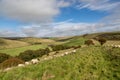 Sheep grazing in the South Downs on a sunny September day Royalty Free Stock Photo