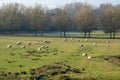 Sheep grazing Spring grass on chilly morning