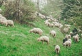 Sheep are grazing in spring on snow covered slope mountain