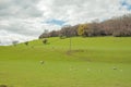 Sheep grazing in the springtime.