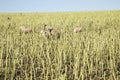 Sheep grazing on stalks in corn field on Anglesey, Wales. Royalty Free Stock Photo