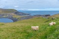 Sheep grazing at Storhofdi peninsula of Heimaey island in Iceland