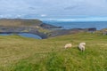 Sheep grazing at Storhofdi peninsula of Heimaey island in Iceland