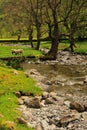 Sheep Grazing by the stream at Brotherswater Royalty Free Stock Photo