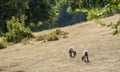 Sheep grazing in the summer Royalty Free Stock Photo