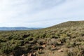 Sheep grazing in Tankwa Karoo Royalty Free Stock Photo