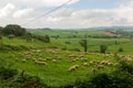 Sheep grazing on a Tuscan hillside Royalty Free Stock Photo