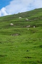 Sheep grazing on typical Derbyshire Hill Royalty Free Stock Photo