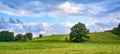 Sheep grazing under the shade of a tree on the hillside in a meadow