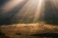 Sheep grazing under the sunÃÂ´s ray of the summer morning Royalty Free Stock Photo