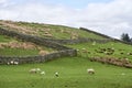 sheep grazing in an upland field yorkshire dales with traditional dry stone walls. Royalty Free Stock Photo