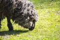 Sheep grazing in an urban farm