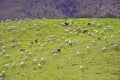 Sheep grazing in the valley Royalty Free Stock Photo