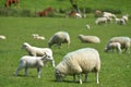 Sheep in Tyneham valley