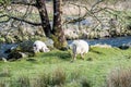 Sheep grazing in Welsh landscape close to the river Royalty Free Stock Photo