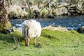 Sheep grazing in Welsh landscape close to the river Royalty Free Stock Photo