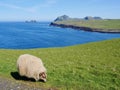 Sheep grazing on Westman Island, Heimaey, Iceland. Royalty Free Stock Photo