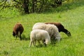 Sheep grazing