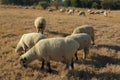 Sheep grazing on a winter grass field landscape Royalty Free Stock Photo