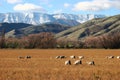 Sheep grazing on yellow grassland in countryside in autumn with trees, hills and snow mountains Royalty Free Stock Photo