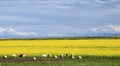 Sheep grazing in Yellow seed field Royalty Free Stock Photo