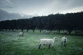 Sheep in Green Field at Dusk