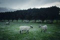 Sheep in Green Field at Dusk