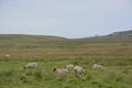 5 sheep in green field on Isle of Lewis
