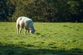 Sheep on the green grass