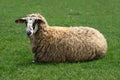 Sheep on green grass. Royalty Free Stock Photo