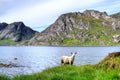 Sheep in mountains in Norway Royalty Free Stock Photo