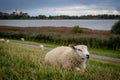 Sheep on the green grass river bank at the north of Germany