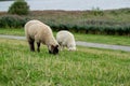 Sheep on the green grass river bank at the north of Germany