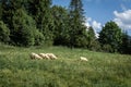 Sheep in a green grazing field in Jaworki, Pieniny mountains, Poland.