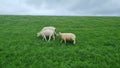 Sheep in the green pasture against a cloudy sky Royalty Free Stock Photo