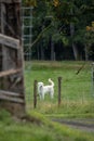 A sheep in green pasture near road